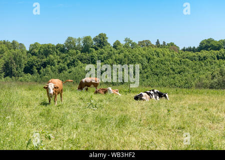 Eine Herde Kühe auf einer grünen Weide. Hinter der Wiese ist ein kleiner Wald Stockfoto