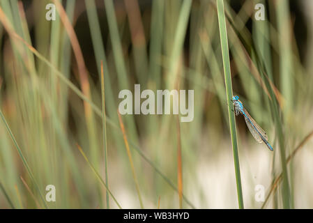 Blau bunt geschützt Dragonfly Stil liegt auf einem Grashalm. Lateinischer Name Coenagrion mercuriale. Stockfoto