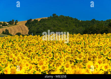 Bebautes Feld mit Sonnenblumen in den Hügeln der Region Marken (Italien) Stockfoto