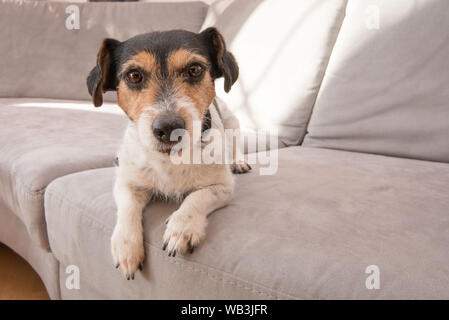 Kleine Jack Russell Terrier Hund liegt auf einem grauen Sofa. Er ist aufmerksam und konzentriert und blickt in die Kamera Stockfoto