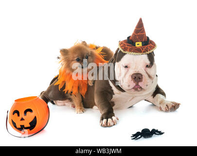 Männliche amerikanische Bully und spitz vor weißem Hintergrund Stockfoto