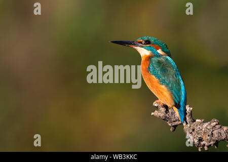 Porträt einer Kingfisher Stockfoto