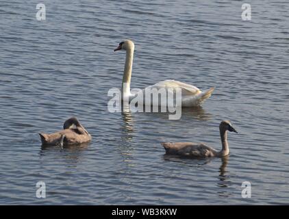 Schwäne Familie in See Stockfoto