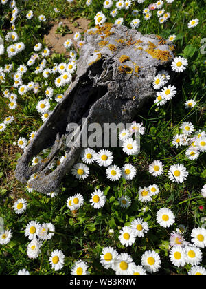 Dead Horse Schädel Schädel auf Wiese und Sommer Blumen Stockfoto