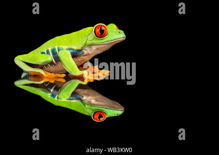 Red eyed Laubfrosch Stockfoto