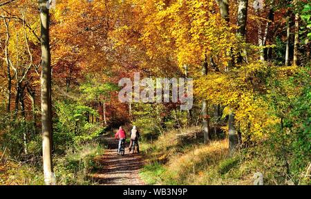 Herbst Blick in Wendover Holz, mit Radfahrern Stockfoto