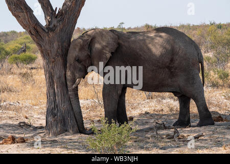 Elefant lehnte mit dem Kopf gegen den Stamm eines Baumes, Schlafen in Botsuana Stockfoto