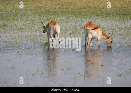 Zwei roten Letschwe Wasserbock Antilopen im Moremi Game Reserve, Okavango Delta, Botswana Stockfoto