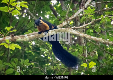 Braun und Schwarz Eichhörnchen tropisches Säugetier im malaysischen Regenwald Stockfoto