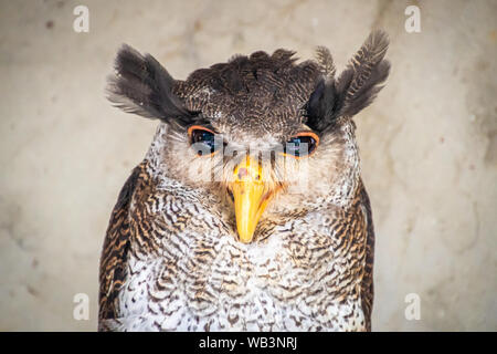 Gesperrt malay Eagle Owl mit gelben Schnabel Stockfoto