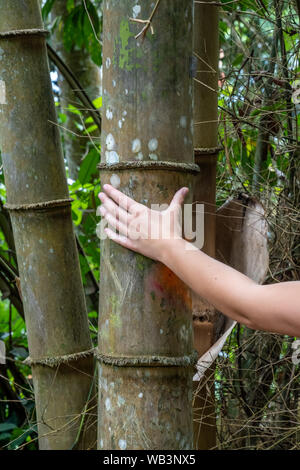 Massive Bambus Stammzellen im tropischen Regenwald von Penang Stockfoto