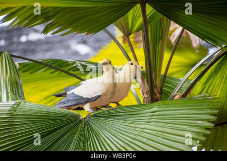 Pied imperial pigeon Paar sitzt auf Blätter von Palm Stockfoto