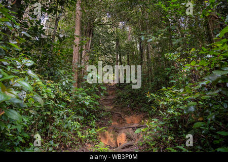 Steilen Wanderweg im tropischen Regenwald in den Cameron Highlands Stockfoto