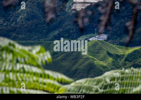 Teeplantagen, die Täler und Berge der Cameron Highlands Stockfoto