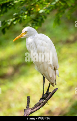 White Crane Vogel auf Zweig in Asien Stockfoto