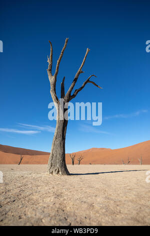 Tot Akazien Casting Shadows bei Sonnenaufgang in ariden Deadvlei pan. Sossusvlei, Namibia. Stockfoto