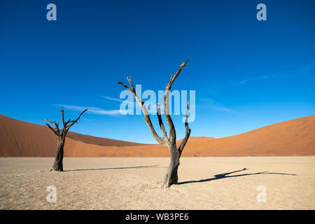 Tot Akazien Casting Shadows bei Sonnenaufgang in ariden Deadvlei pan. Sossusvlei, Namibia. Stockfoto
