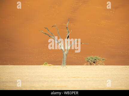 Tot Akazien Casting Shadows bei Sonnenaufgang in ariden Deadvlei pan. Sossusvlei, Namibia. Stockfoto