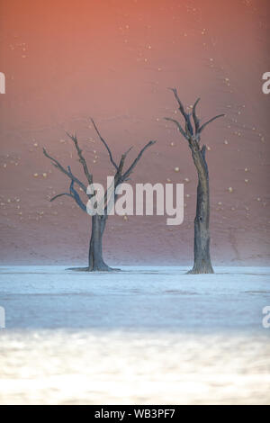 Tot Akazien Casting Shadows bei Sonnenaufgang in ariden Deadvlei pan. Sossusvlei, Namibia. Stockfoto
