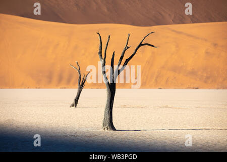 Tot Akazien Casting Shadows bei Sonnenaufgang in ariden Deadvlei pan. Sossusvlei, Namibia. Stockfoto