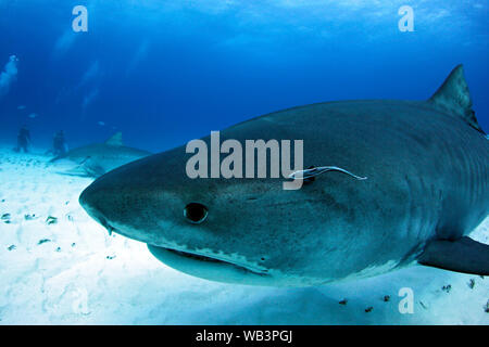 Nahaufnahme einer Neugierig Tigerhai. Tiger Beach, Bahamas Stockfoto