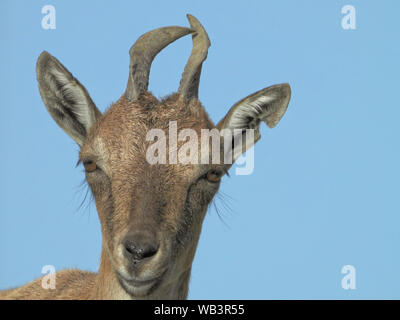 Markhor (Capra Falconeri) ist eine großen Arten der wilden Ziegen. Stockfoto