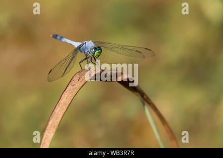 Ein männlicher Östlichen Pondhawk dragonfly Sitzstangen auf ein Stück toten Gras bis Herbst umgeben - wie Farben im El Dorado Ententeich in San Antonio, TX Stockfoto