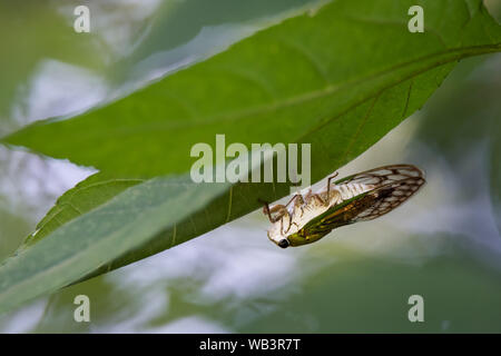 Eine hervorragende Dog-Day Zikade Sitzstangen auf der Unterseite eines Blattes in der Nähe des El Dorado Ententeich in San Antonio, Texas. Stockfoto