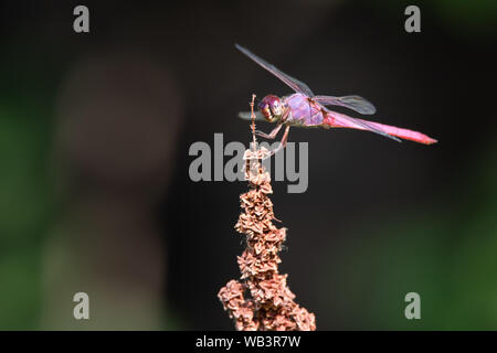 Ein Roseate Skimmer Dragonfly thront auf einer Anlage (evtl. eine Art der Dock) im El Dorado Ententeich in San Antonio, Texas. Stockfoto