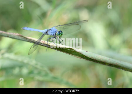 Ein erwachsenes Männchen östlichen Pondhawk dragonfly Sitzstangen auf ein Blatt im El Dorado Ententeich in San Antonio, Texas. Stockfoto