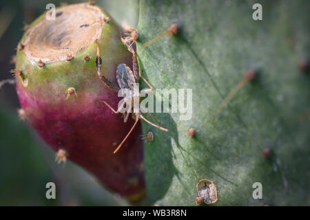 Ein Blatt-footed Cactus bug (Narnia femorata) sitzt auf einem Texas Feigenkakteen in die McAllister Park in San Antonio, Texas. Stockfoto