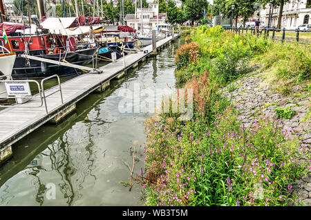 Rotterdam, die Niederlande. Juli 16, 2019: Wildblumen wachsen auf dem Basaltischen Bank der Marina im historischen Veerhaven Hafen in der Altstadt Stockfoto