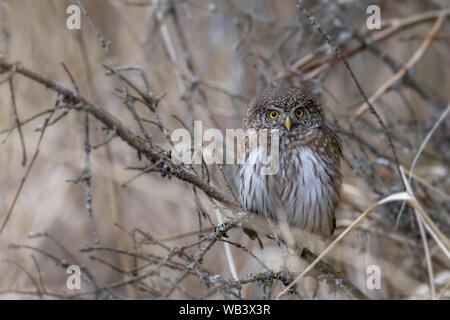 Eurasische Sperlingskauz (Glaucidium Passerinum) Stockfoto