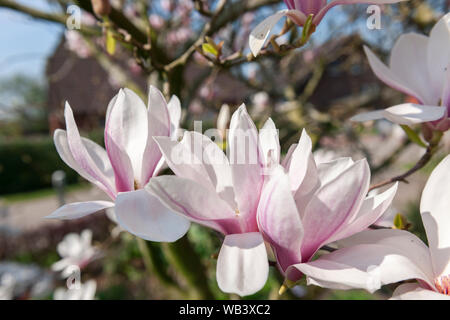 In der Nähe von drei Magnolia Blumen (lat.: Magnolie rosa) gegen einen blauen Himmel im Frühjahr im Norden Deutschlands. Stockfoto