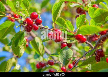 Rote Kirschen wachsen auf dem Baum Stockfoto