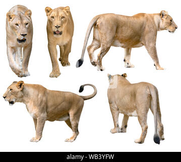Löwin (Panthera leo) Wandern auf weißem Hintergrund Stockfoto