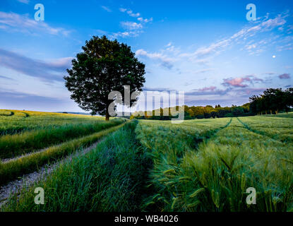 Grünes Feld von Getreide Gerste im Vordergrund mit Weg zu einem einzigen Baum mit bewölktem Himmel im Hintergrund, Schleswig-Holstein, Deutschland Stockfoto