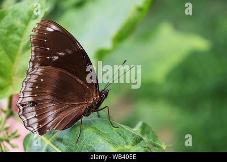 Große Ei-fly, Hypolimnas bolina, Trey weiße Streifen auf den dunkelbraunen Flügel, die männlichen Schmetterling auf Blatt Stockfoto