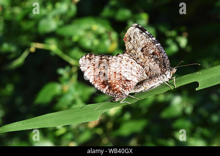 Tiger Palmfly Elymnias nesaea, schmetterling, schmetterlinge Paaren auf grünes Blatt sind, Thailand Stockfoto