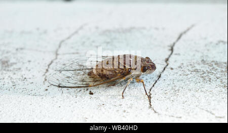 Zikade auf graue Betonwand, tropischen Insekten von Asien Stockfoto