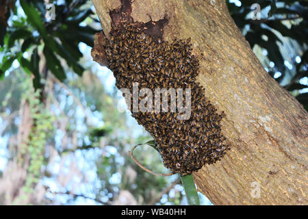 Bienenschwarm Gebäude Bienenstock auf Baumstamm in tropischen Wald, Thailand Stockfoto