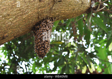 Bienenschwarm Gebäude Bienenstock auf Baumstamm in tropischen Wald, Thailand Stockfoto