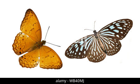 Pale Blue Tiger und gemeinsame Yeoman Schmetterling, bunte Schmetterlinge auf weißem Hintergrund Stockfoto