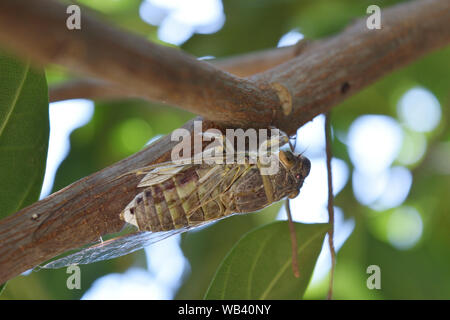 Zikade auf dem Zweig, tropischen Insekten von Asien am Baum mit natürlichen, grünen Hintergrund Stockfoto