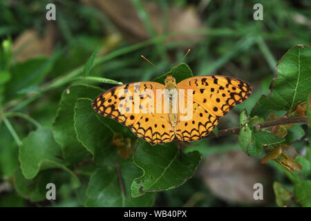 Schwarze Streifen auf Orange Wings von tropischen Insekt, die Gemeinsame Leopard Schmetterling am Baum mit natürlichen, grünen Hintergrund Stockfoto