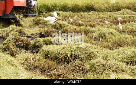 Die Mähdrescher Erntegut im Reisfeld mit Gruppe der Kuhreiher Vogel fangen Insekten, Thailand Stockfoto