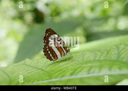 Die gemeinsame Plain Sailor Schmetterling auf Blatt mit natürlichen, grünen Hintergrund, abstrakte Muster braun mit weißer und schwarzer Farbe auf Insekt Flügel Stockfoto