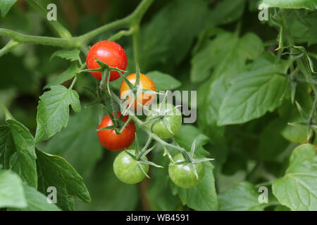 Homegrown Cherry Tomaten reifen auf der Rebe Stockfoto