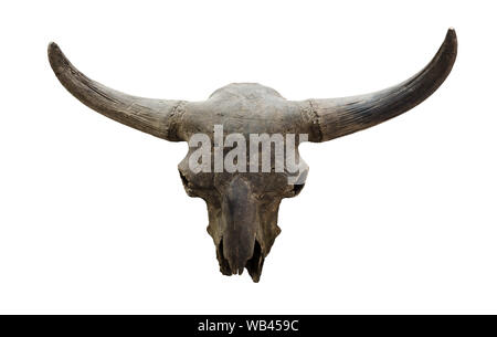 Fossile Schädel eines ausgestorbenen Bison auf weißem Hintergrund Stockfoto