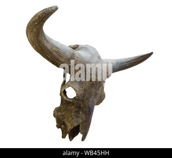 Fossile Schädel eines ausgestorbenen Bison auf weißem Hintergrund Stockfoto